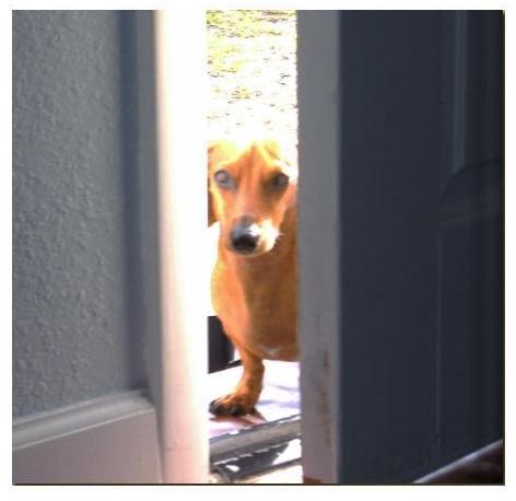 Dachshund Luke Goes To Spain