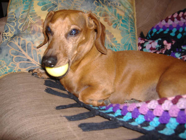 Dachshund Luke Goes To Spain