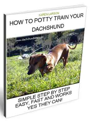 How To Potty Train A Dachshund How To Potty Train A Dachshund